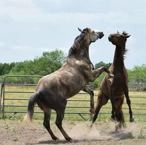 Meet your Posher, Billy